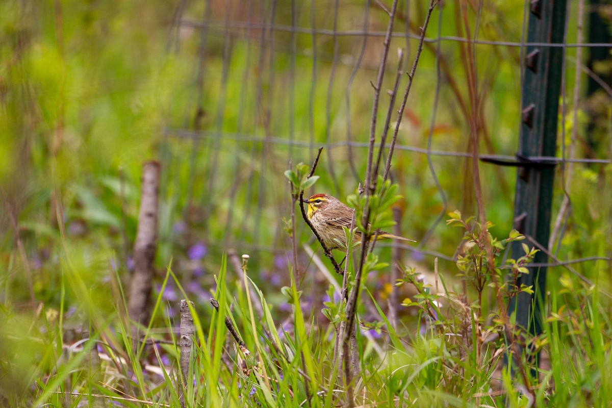 Paruline à couronne rousse - ML617907894