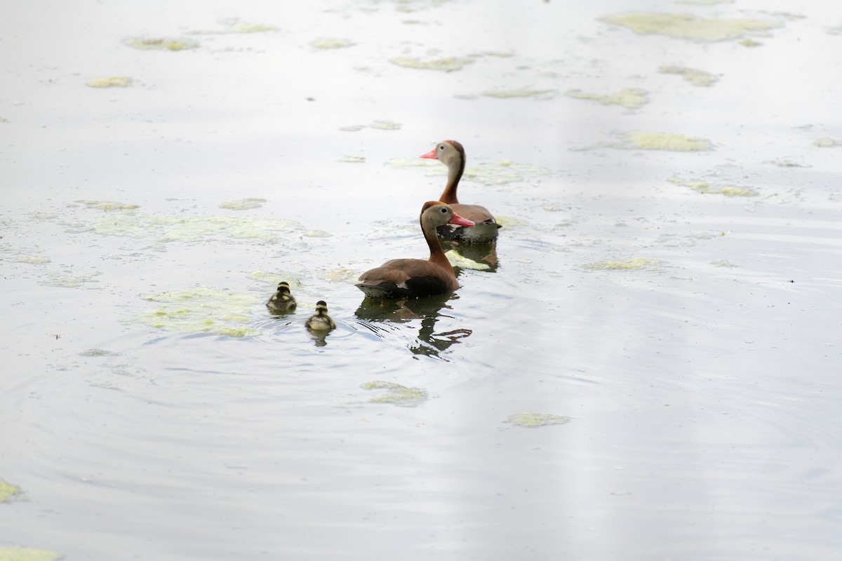 Black-bellied Whistling-Duck (fulgens) - Antonio Aguilar