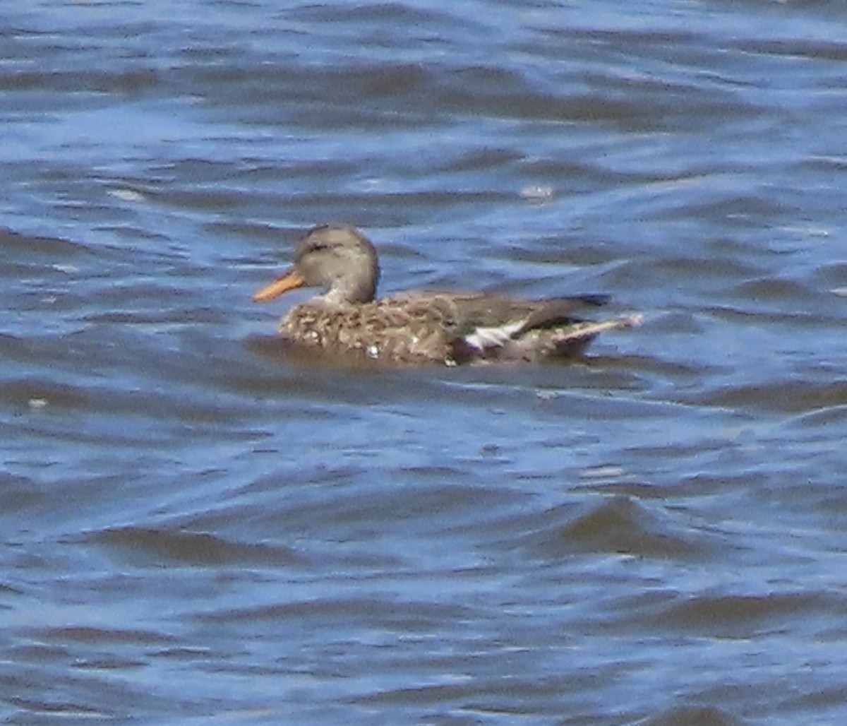 Gadwall - ML617907903