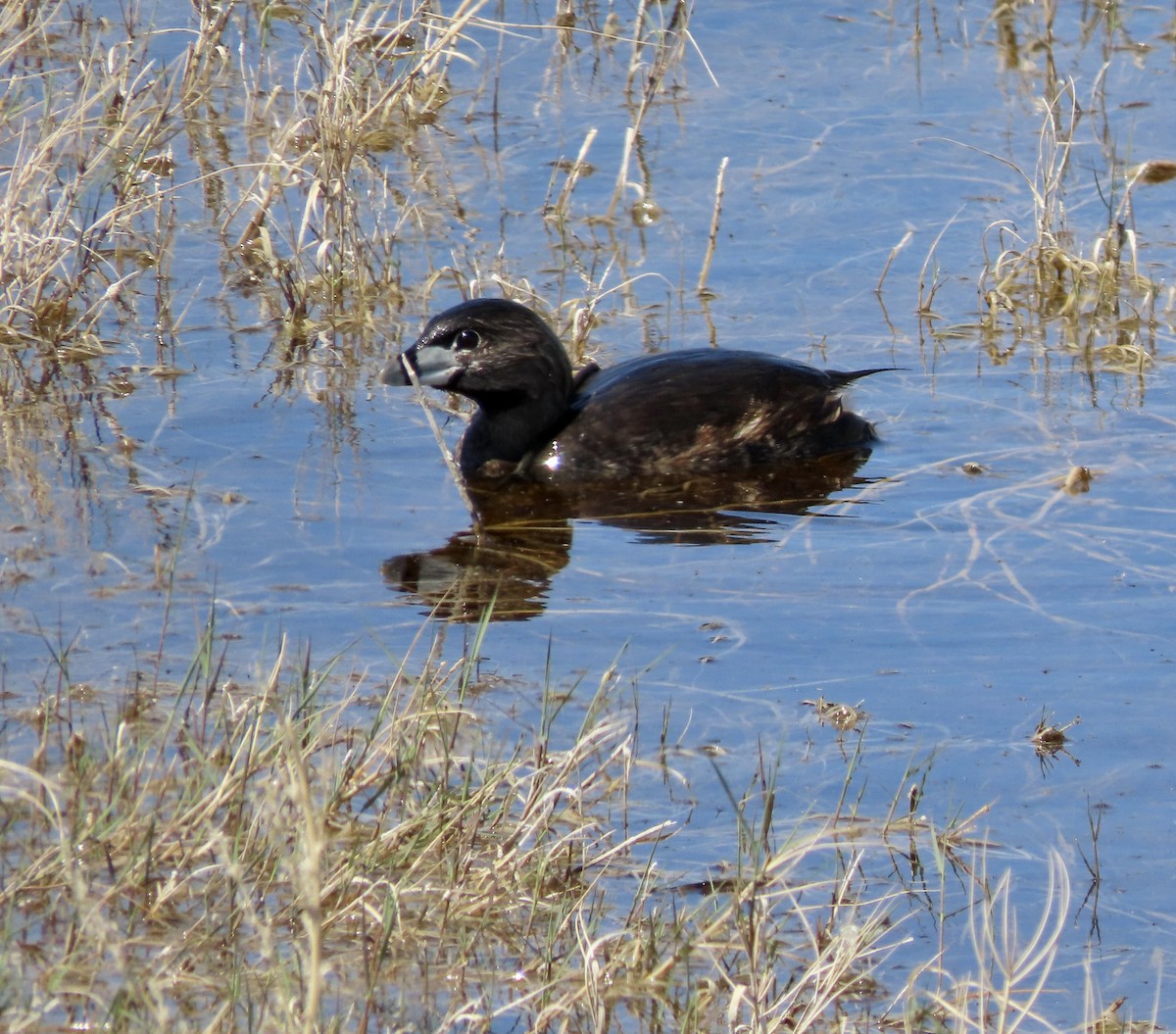 Pied-billed Grebe - ML617907950