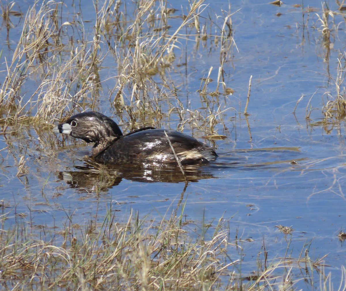 Pied-billed Grebe - ML617907951