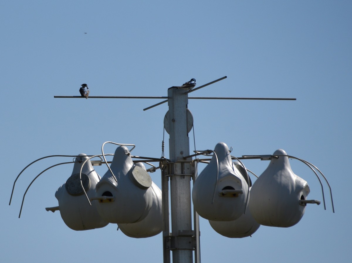 Purple Martin - Wendy Hill