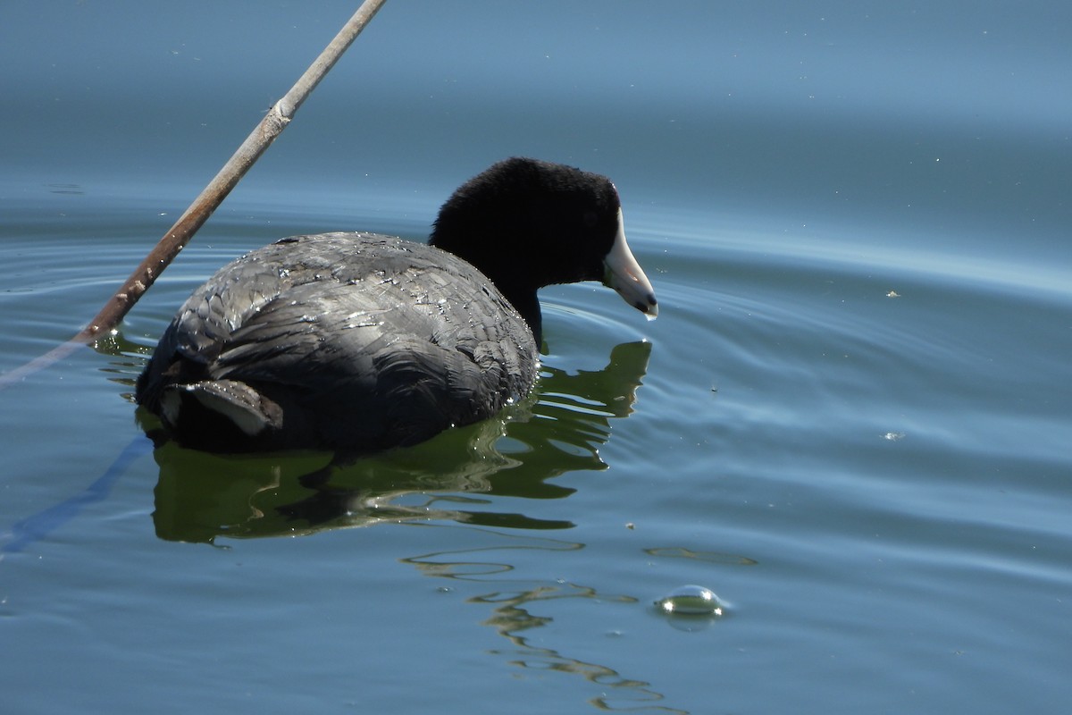 American Coot - ML617907964