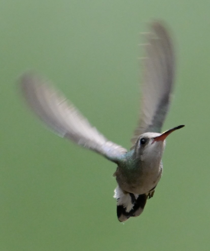 Colibrí Piquiancho Común - ML617907966