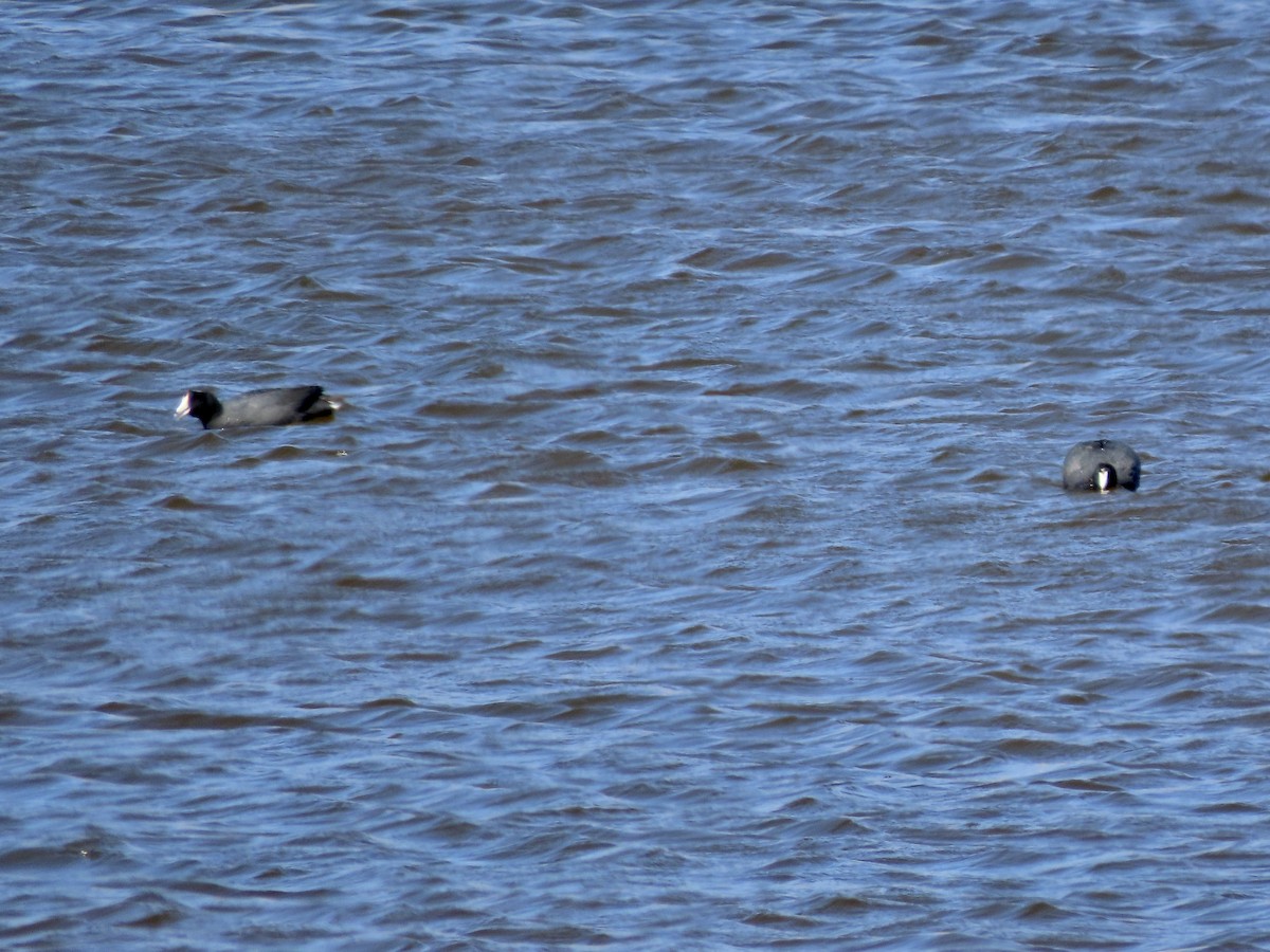 American Coot - ML617907976