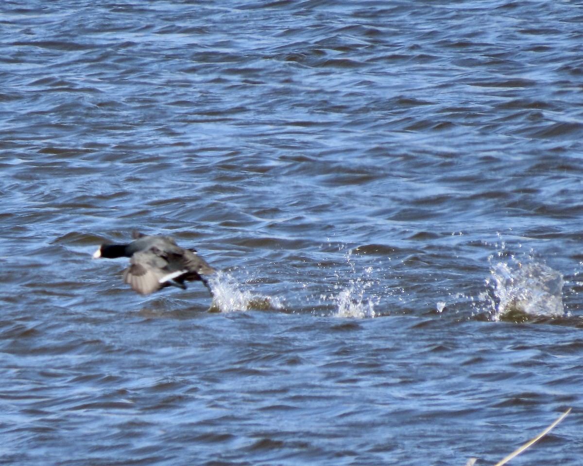 American Coot - George Chrisman