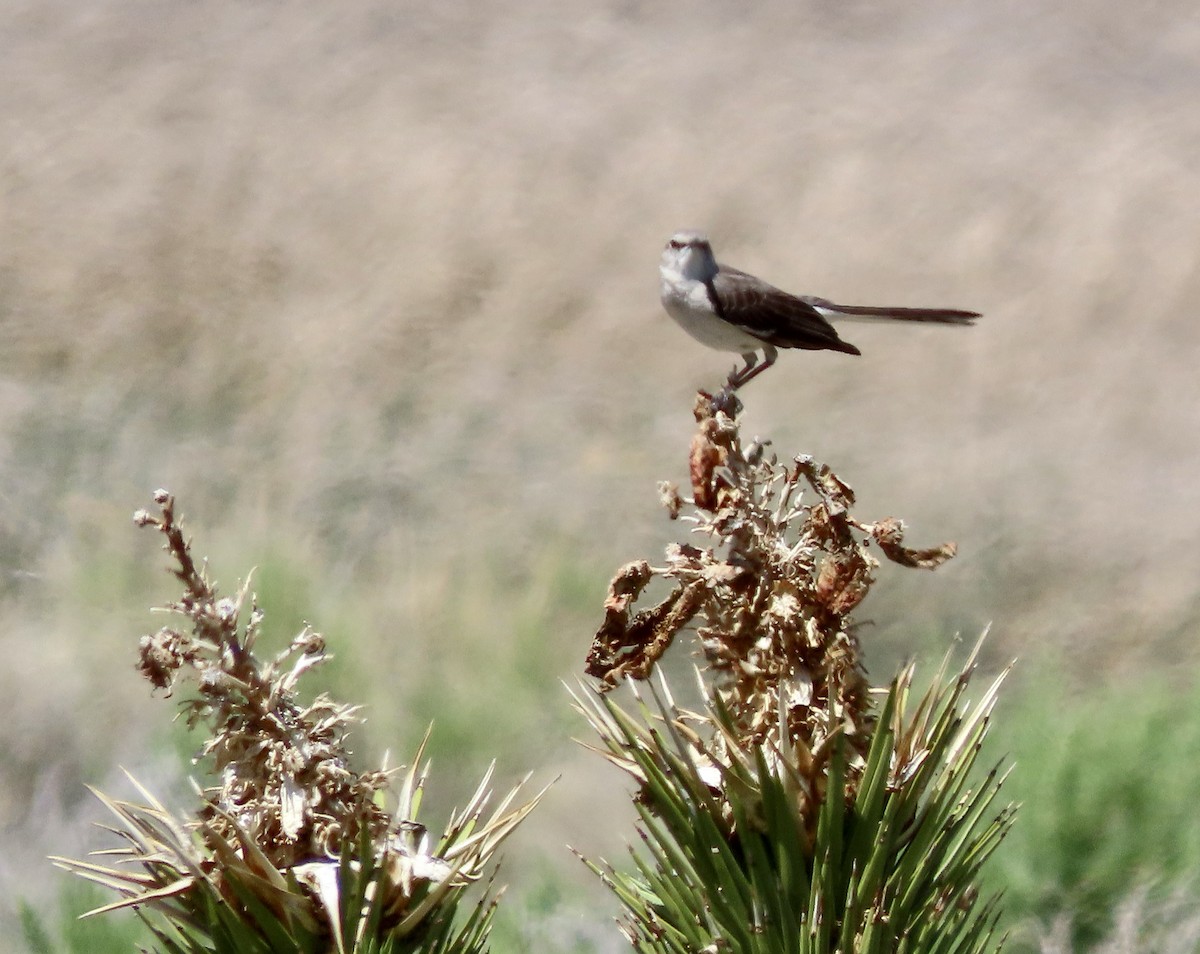 Northern Mockingbird - ML617907992