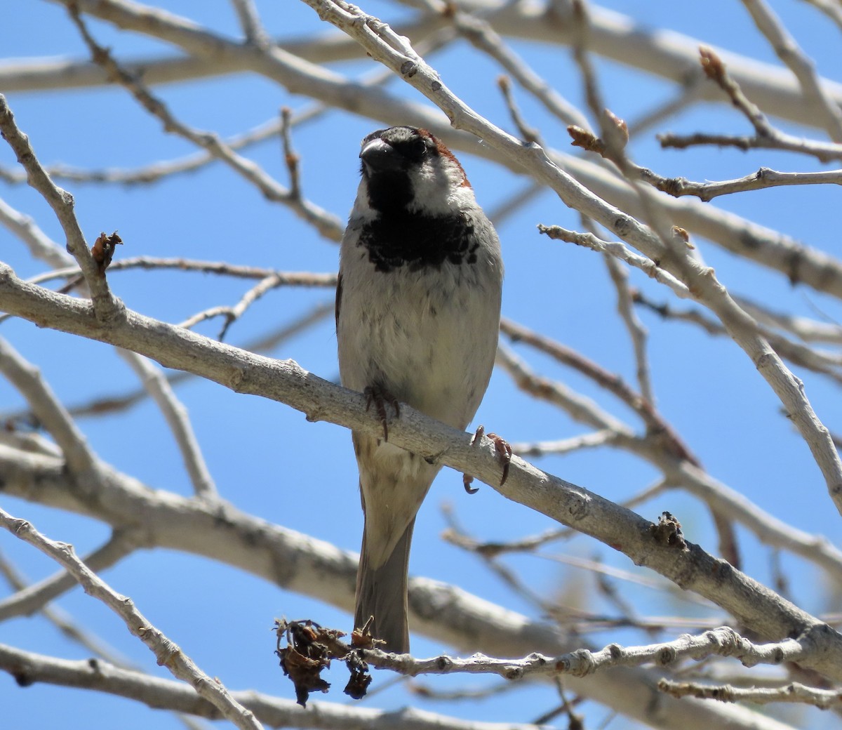 House Sparrow - ML617908019