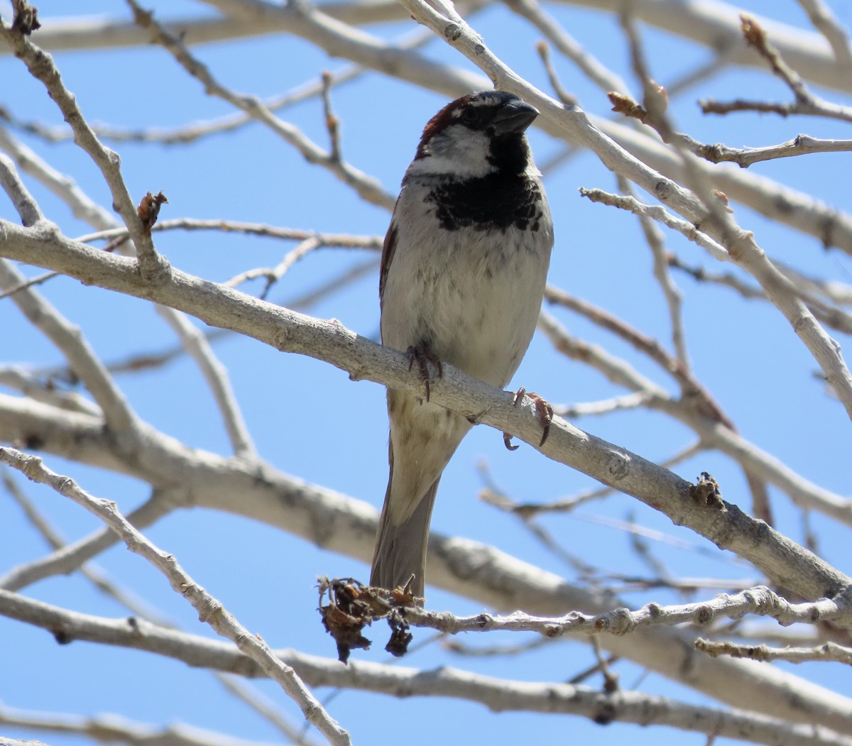 House Sparrow - George Chrisman