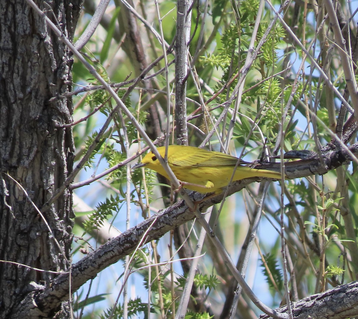 Yellow Warbler - George Chrisman