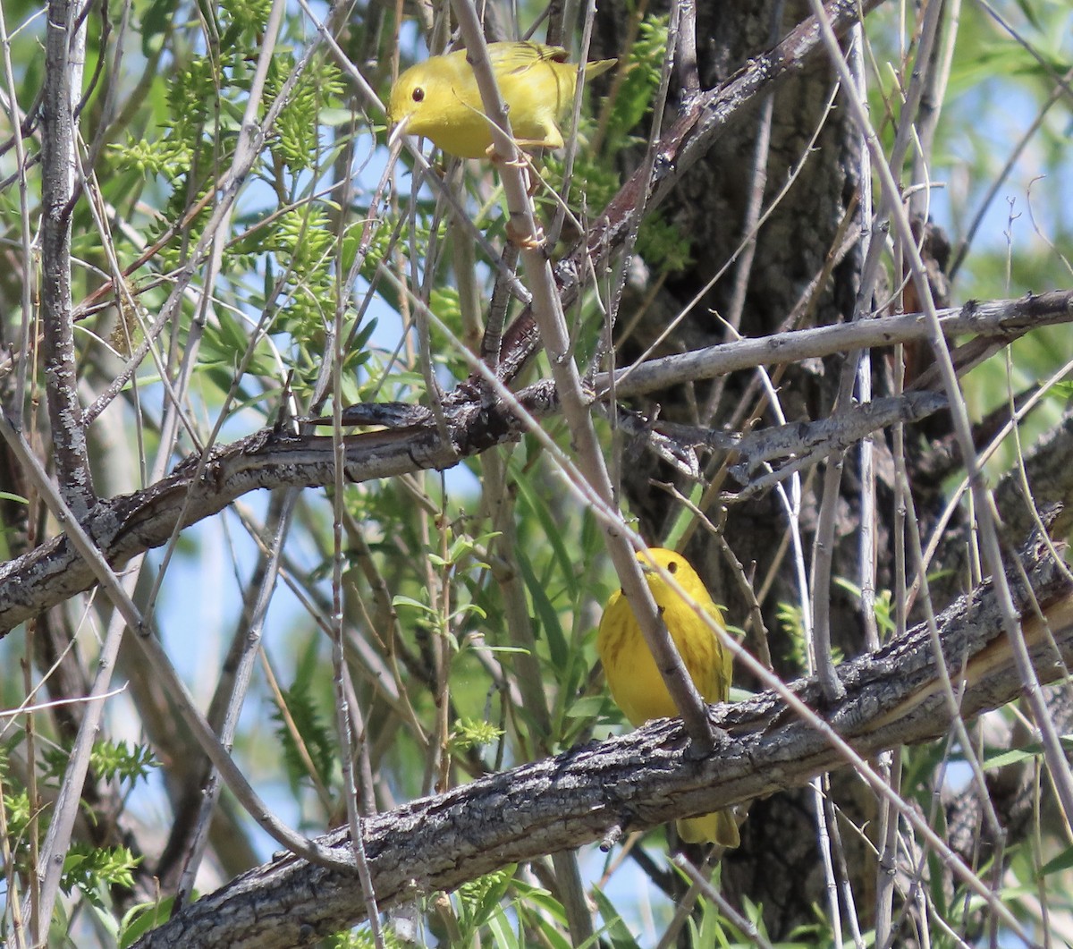 Yellow Warbler - George Chrisman