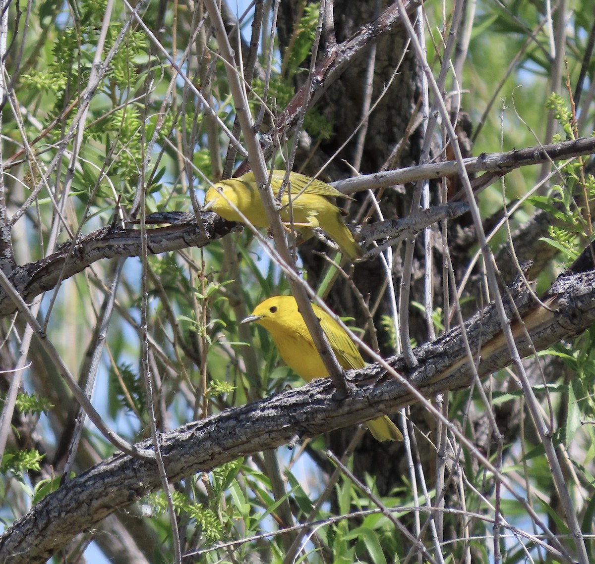 Yellow Warbler - George Chrisman