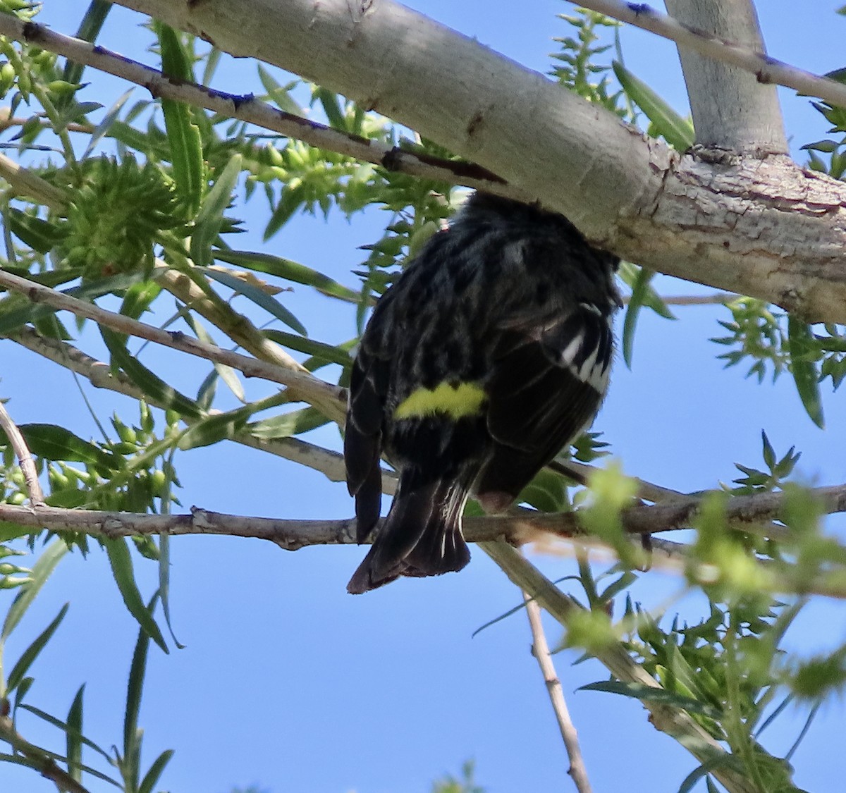 Yellow-rumped Warbler (Myrtle) - George Chrisman