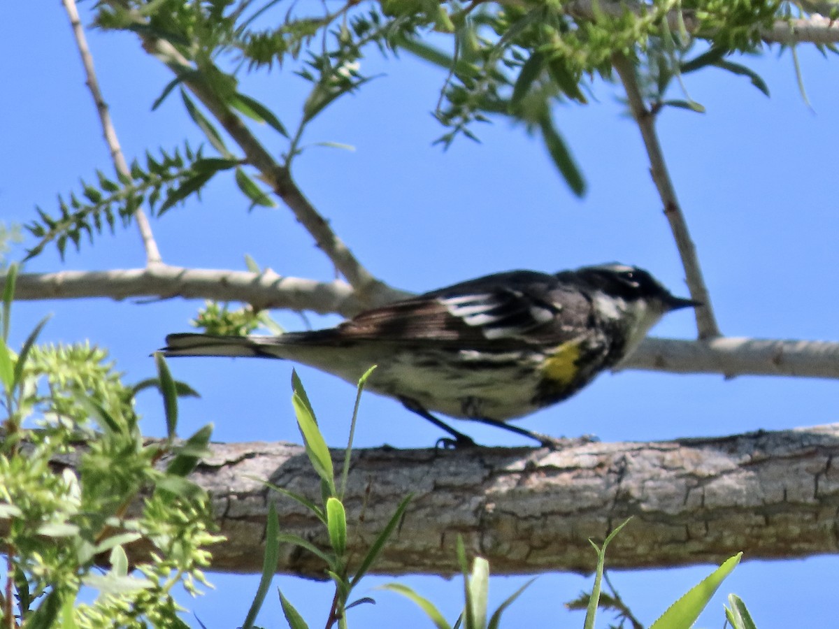 Yellow-rumped Warbler (Myrtle) - George Chrisman