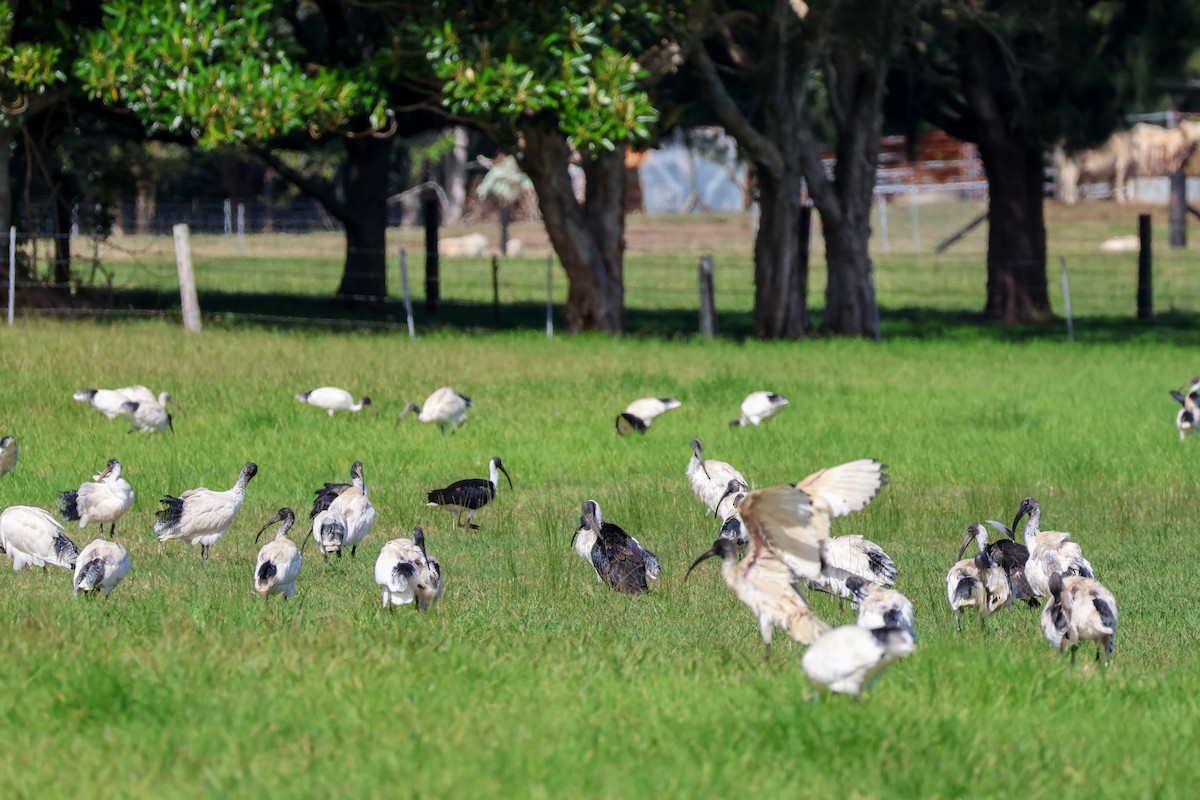 ibis australský - ML617908064