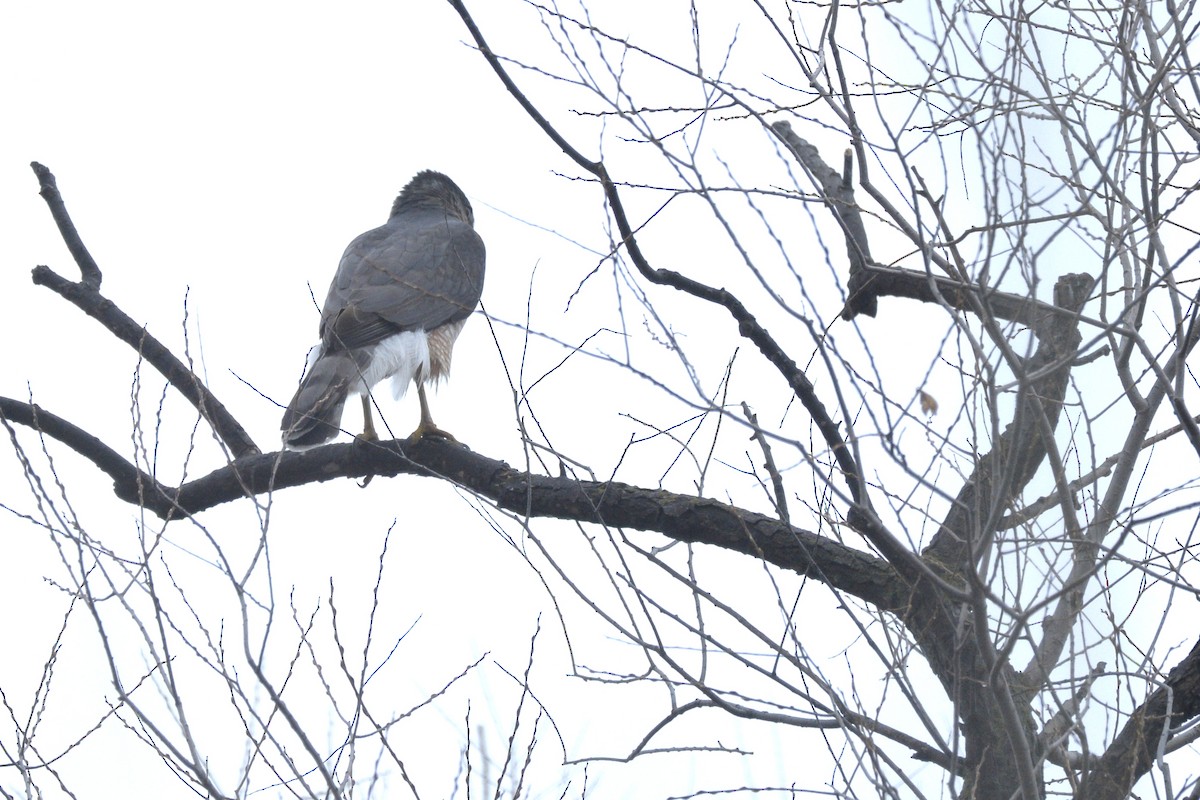 Cooper's Hawk - ML617908077