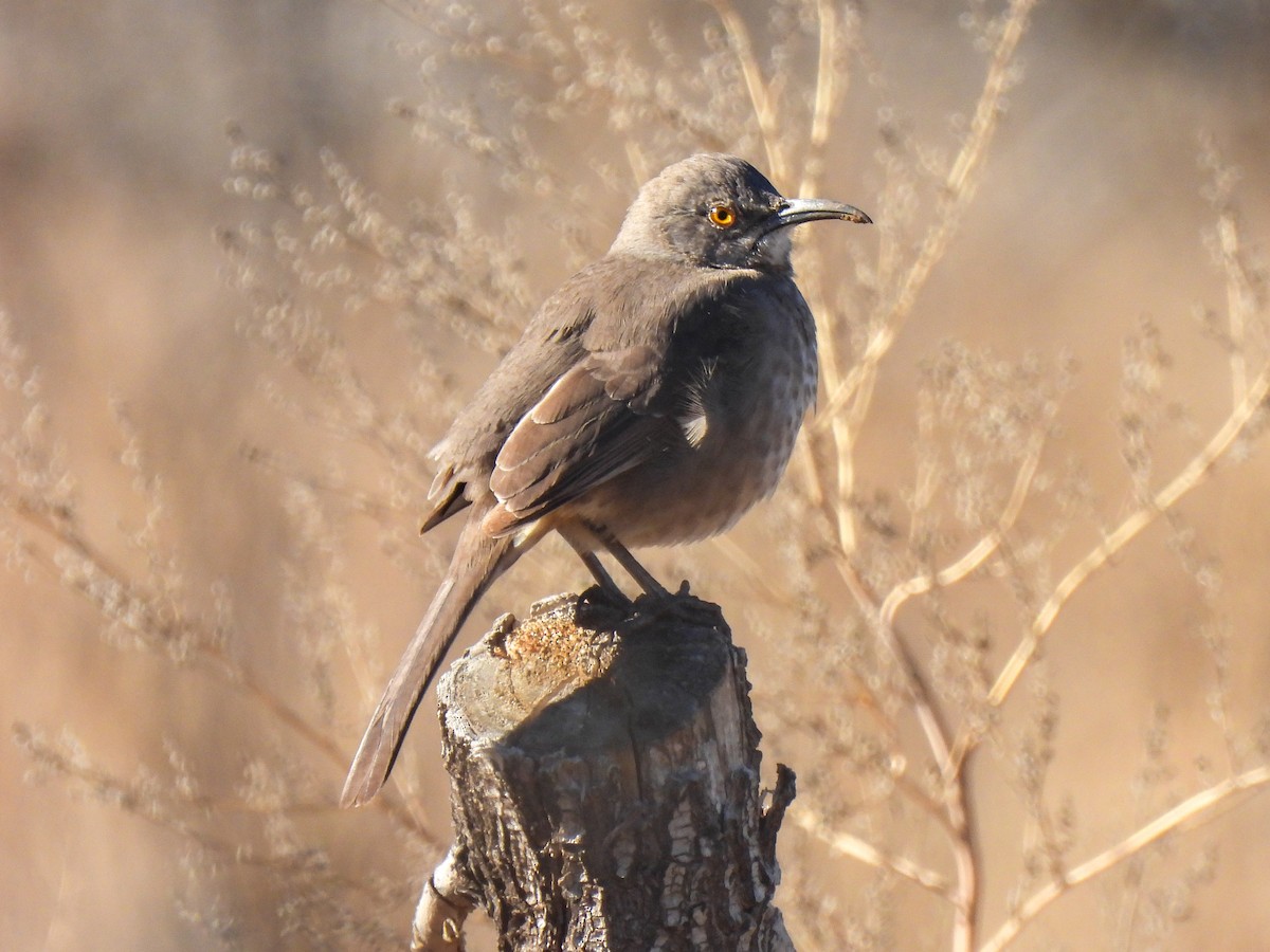 Curve-billed Thrasher - ML617908086