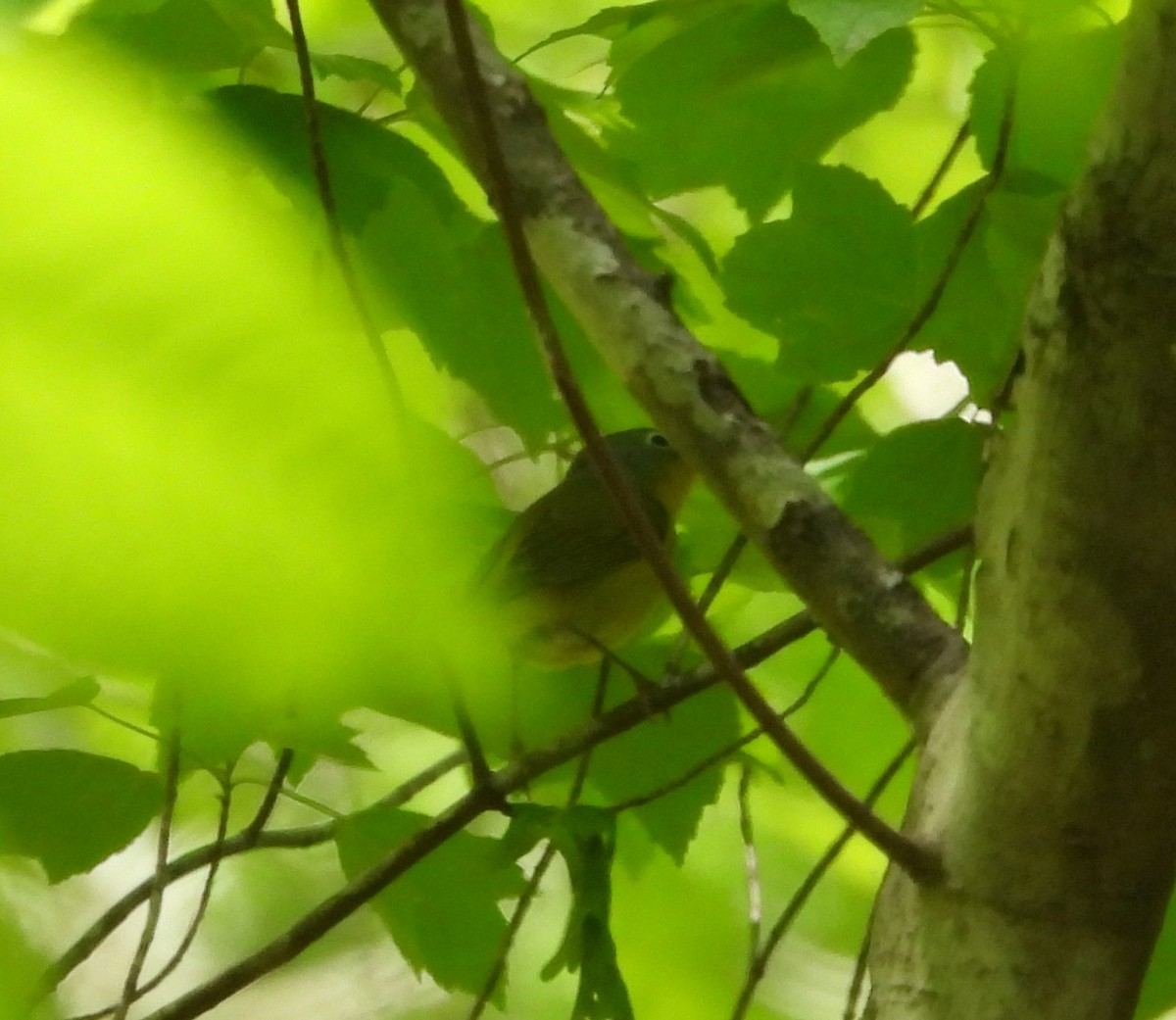 Nashville Warbler - ML617908120