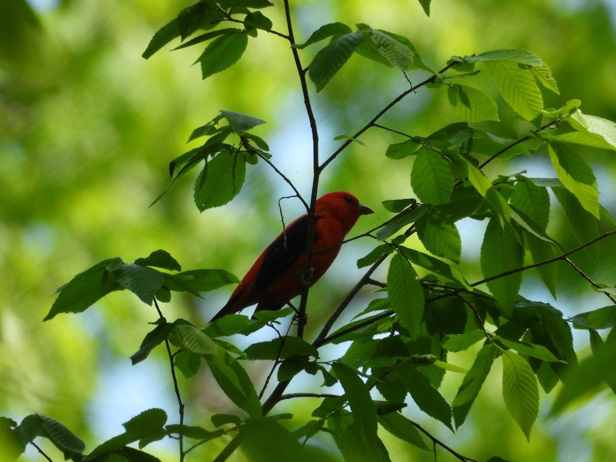 Scarlet Tanager - ML617908131