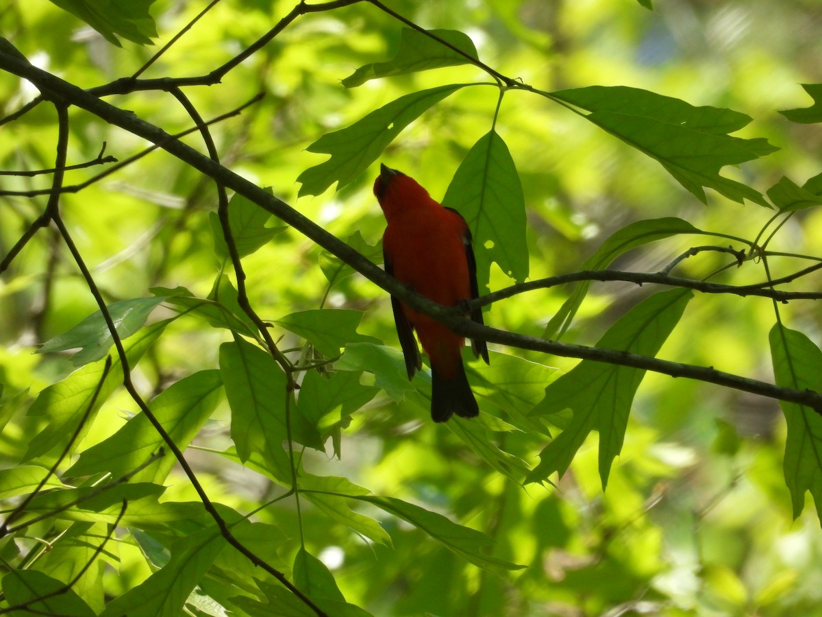 Scarlet Tanager - ML617908132