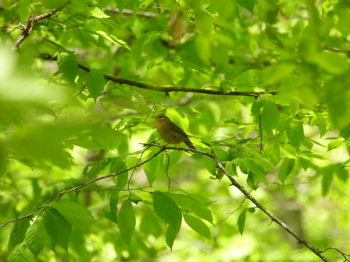 Worm-eating Warbler - ML617908139