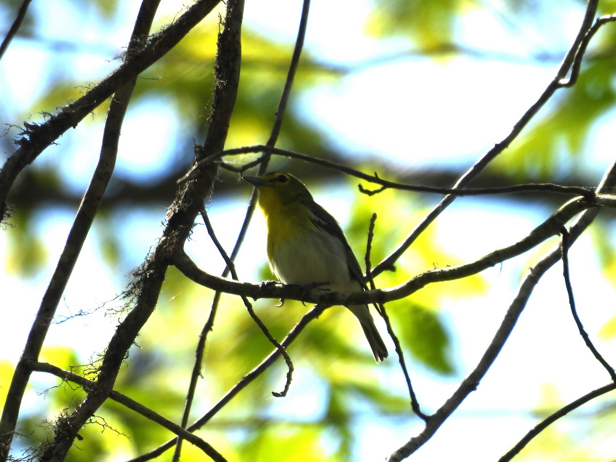 Vireo Gorjiamarillo - ML617908141