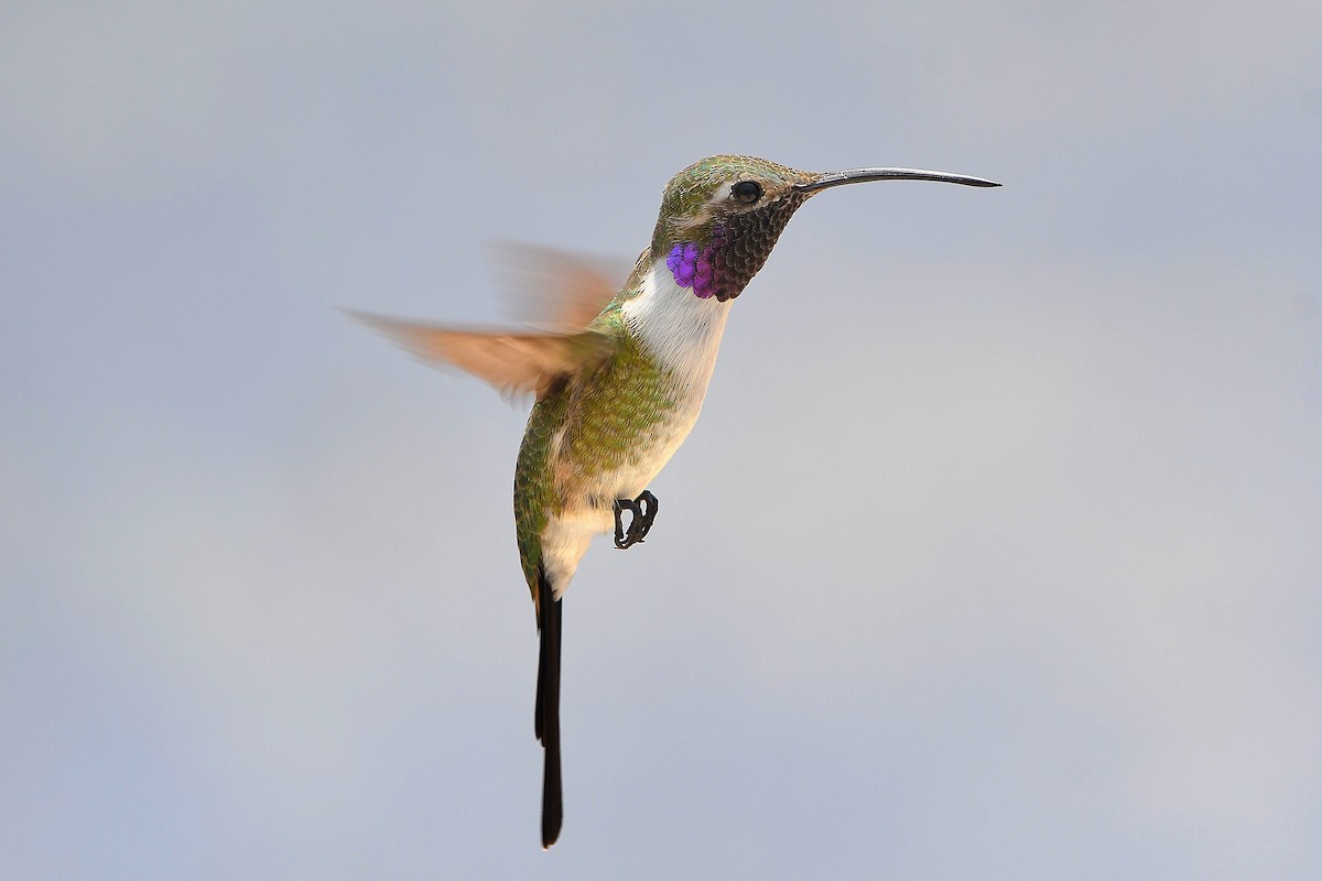 Mexican Sheartail - Ari Weiss