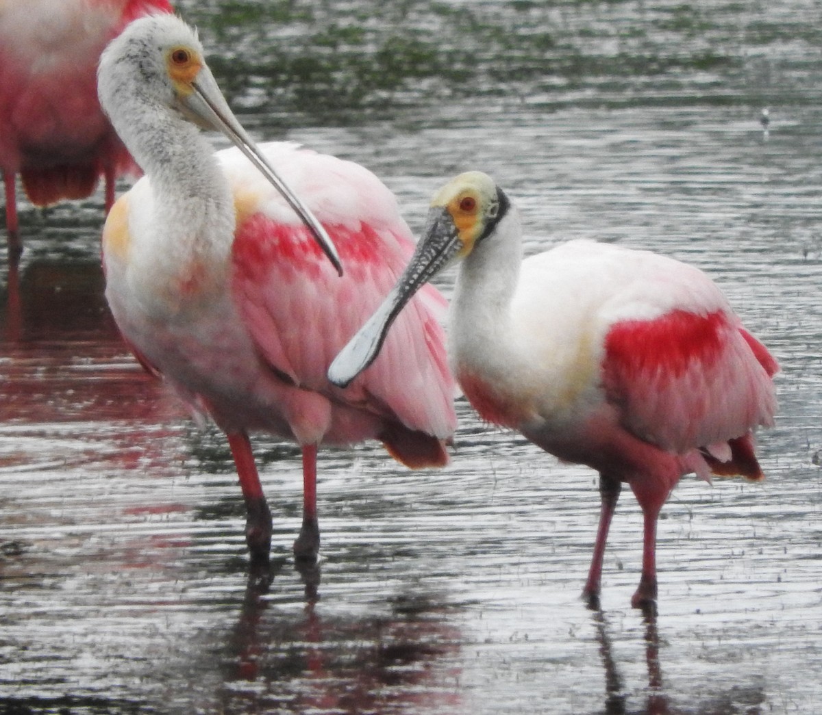 Roseate Spoonbill - Mark Meunier