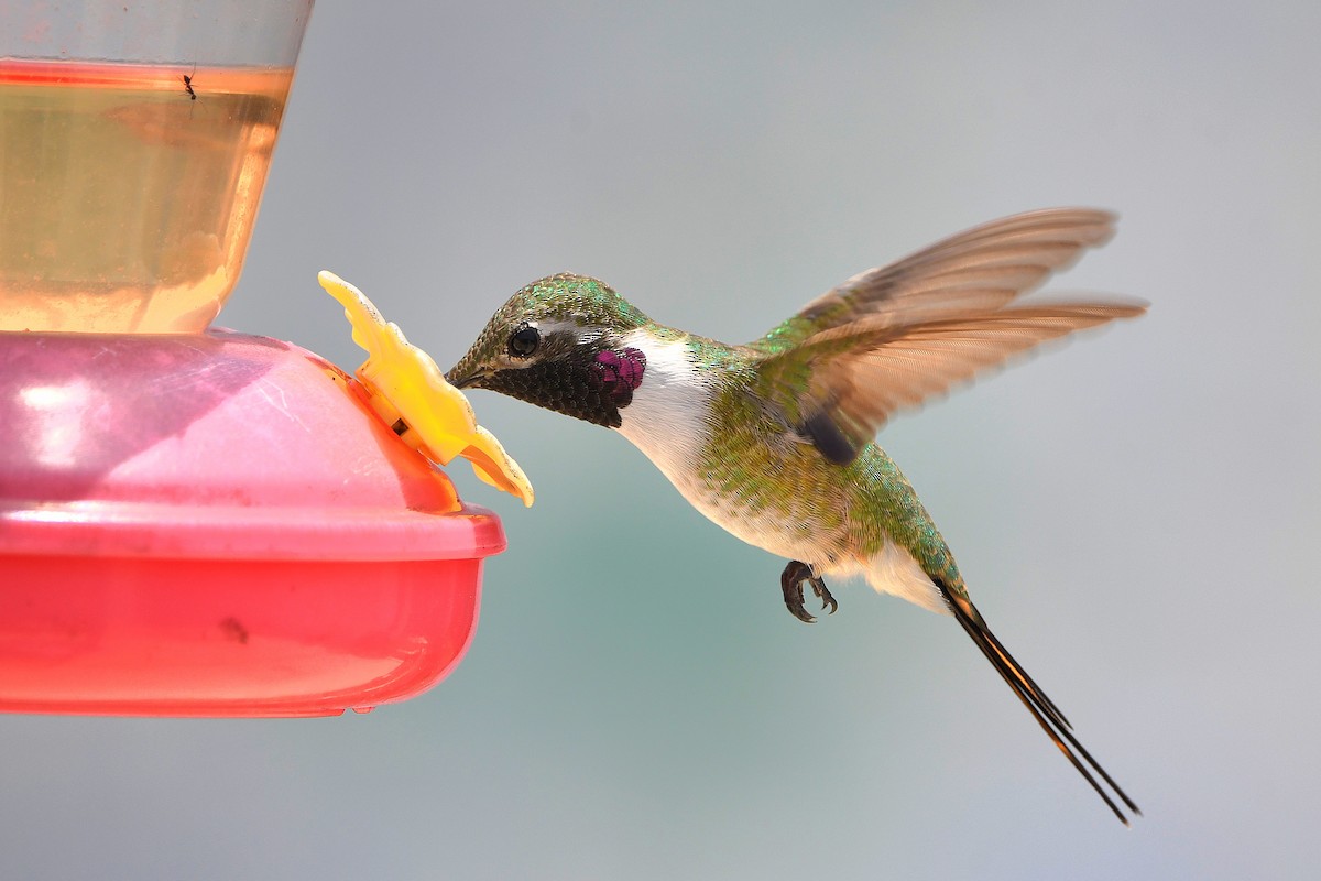 Mexican Sheartail - ML617908185