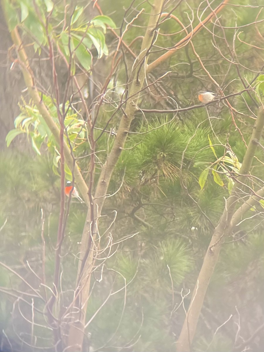 Scarlet Robin - ML617908216