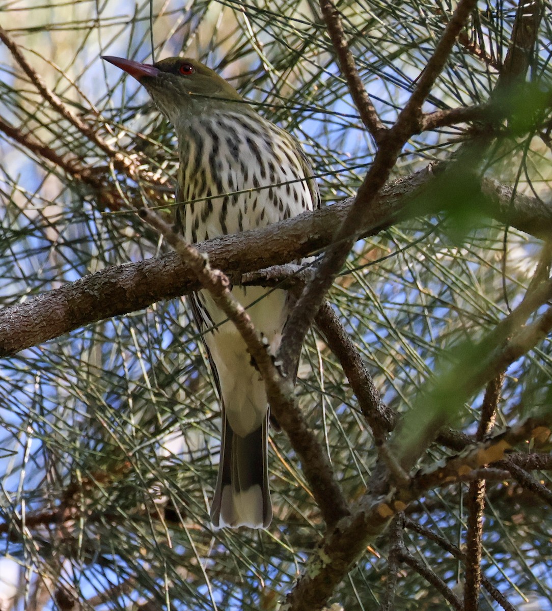 Olive-backed Oriole - ML617908222