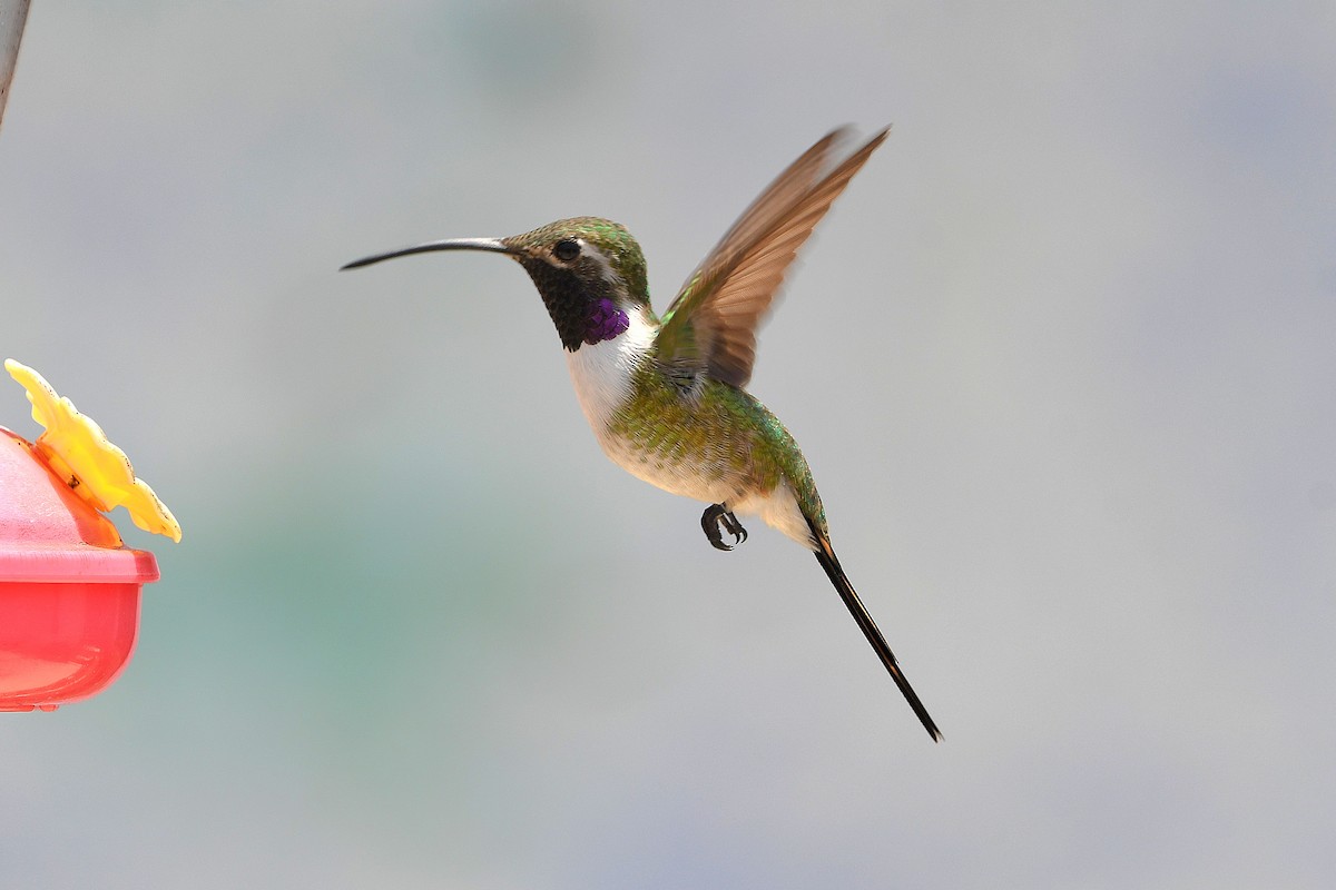 Mexican Sheartail - Ari Weiss