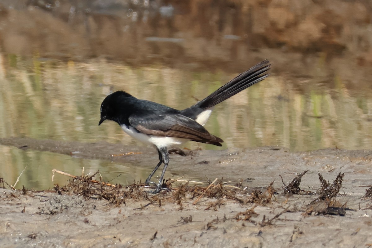 Willie-wagtail - ML617908270