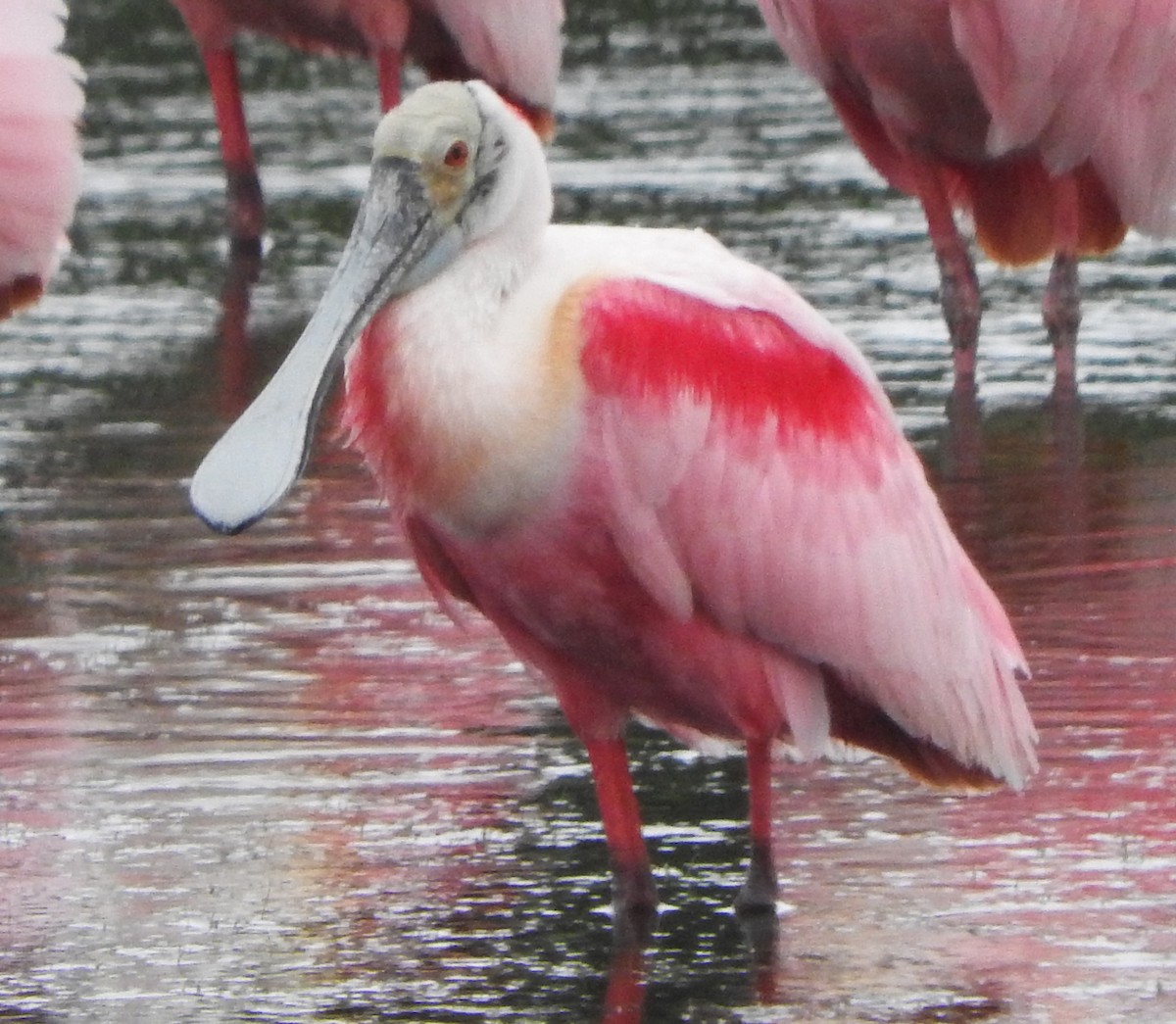 Roseate Spoonbill - ML617908303