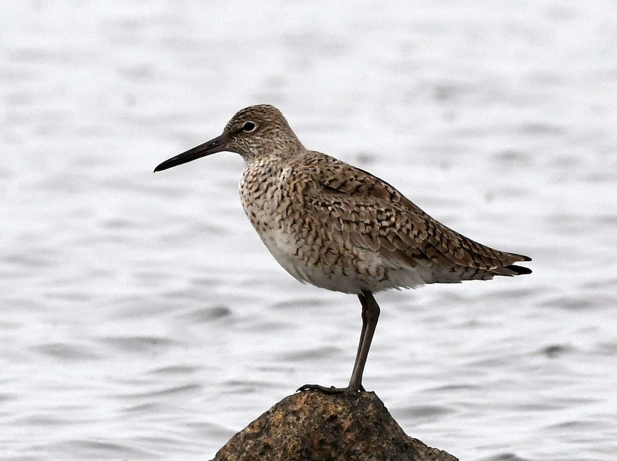 Willet - Wendy Hill