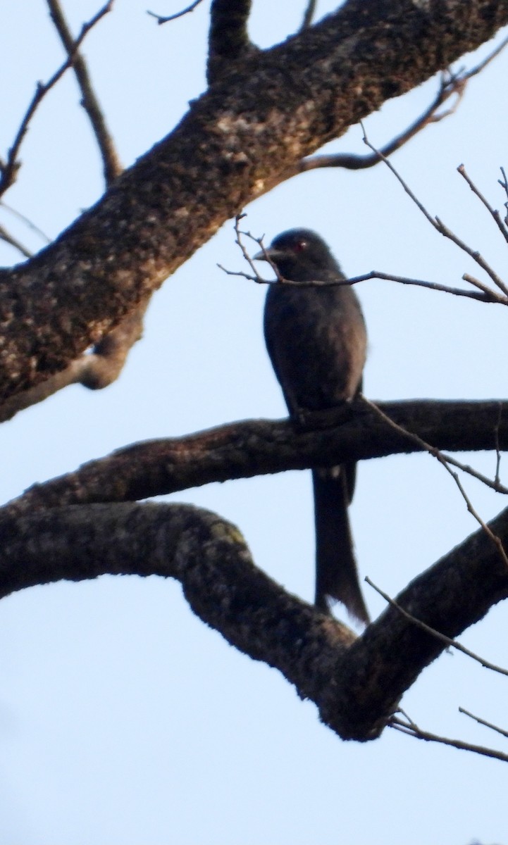 Ashy Drongo - Kalpesh Gaitonde