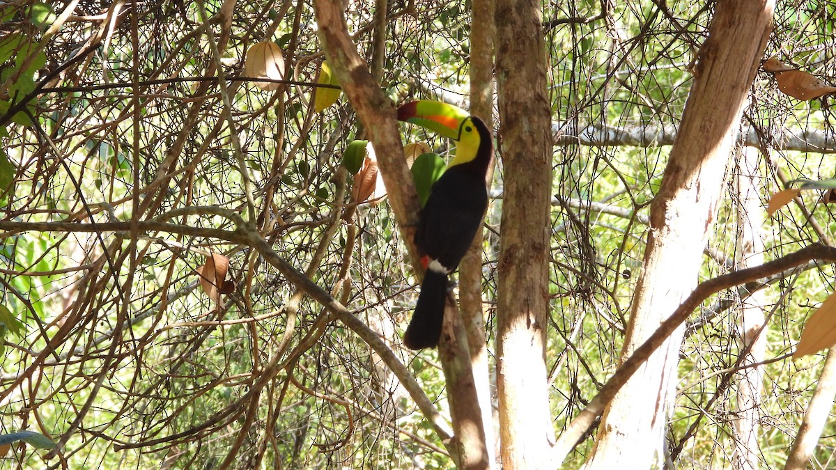 Keel-billed Toucan - Chuck Schussman