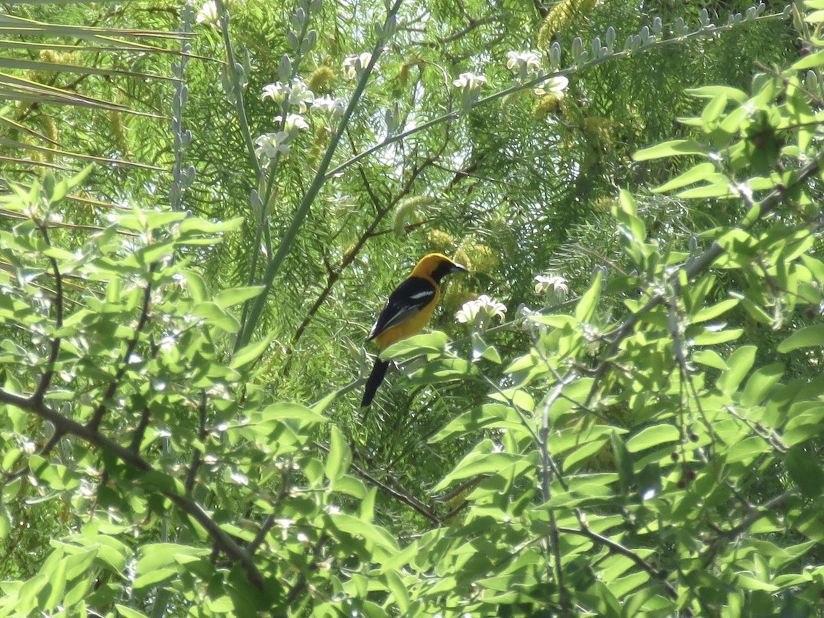 Oriole masqué - ML617908438