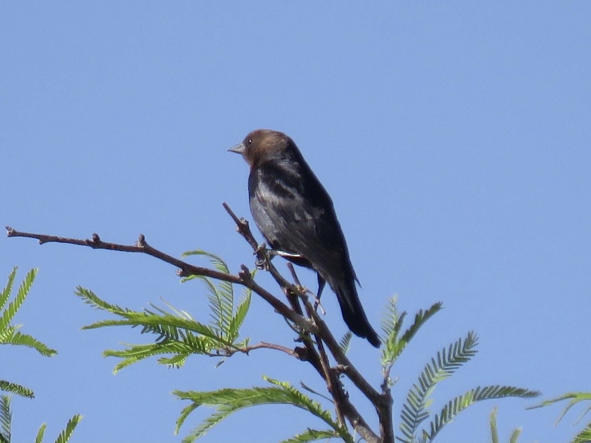 Brown-headed Cowbird - ML617908441