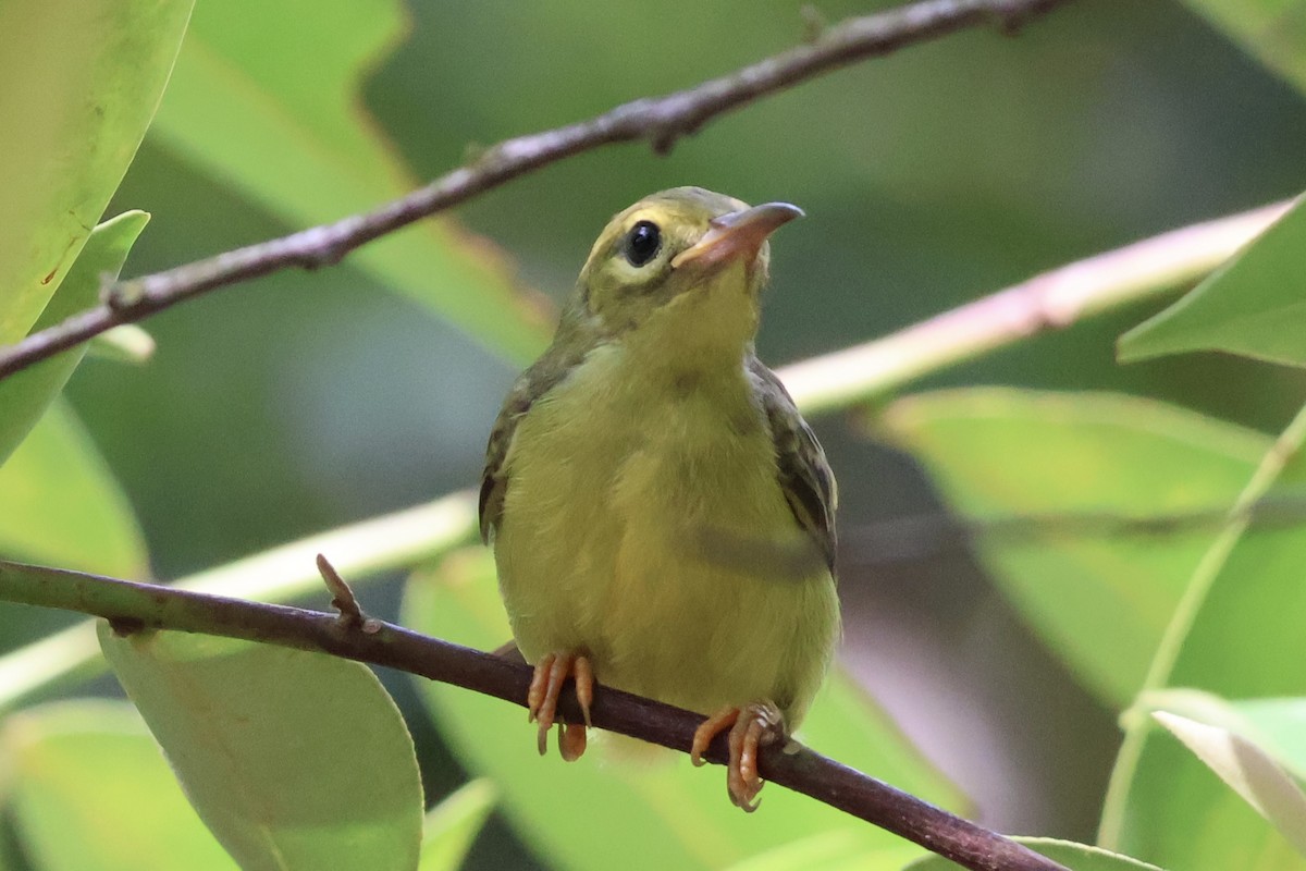 Brown-throated Sunbird - Tien Jia Yu