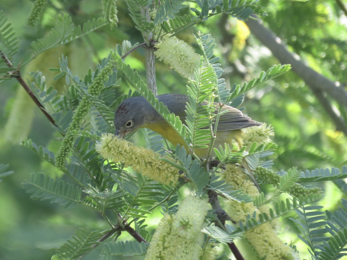 Nashville Warbler - ML617908465