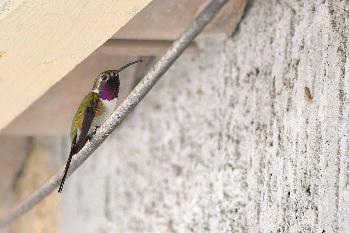 Mexican Sheartail - Ari Weiss