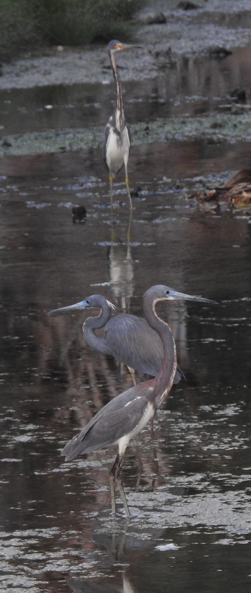 Tricolored Heron - ML617908507