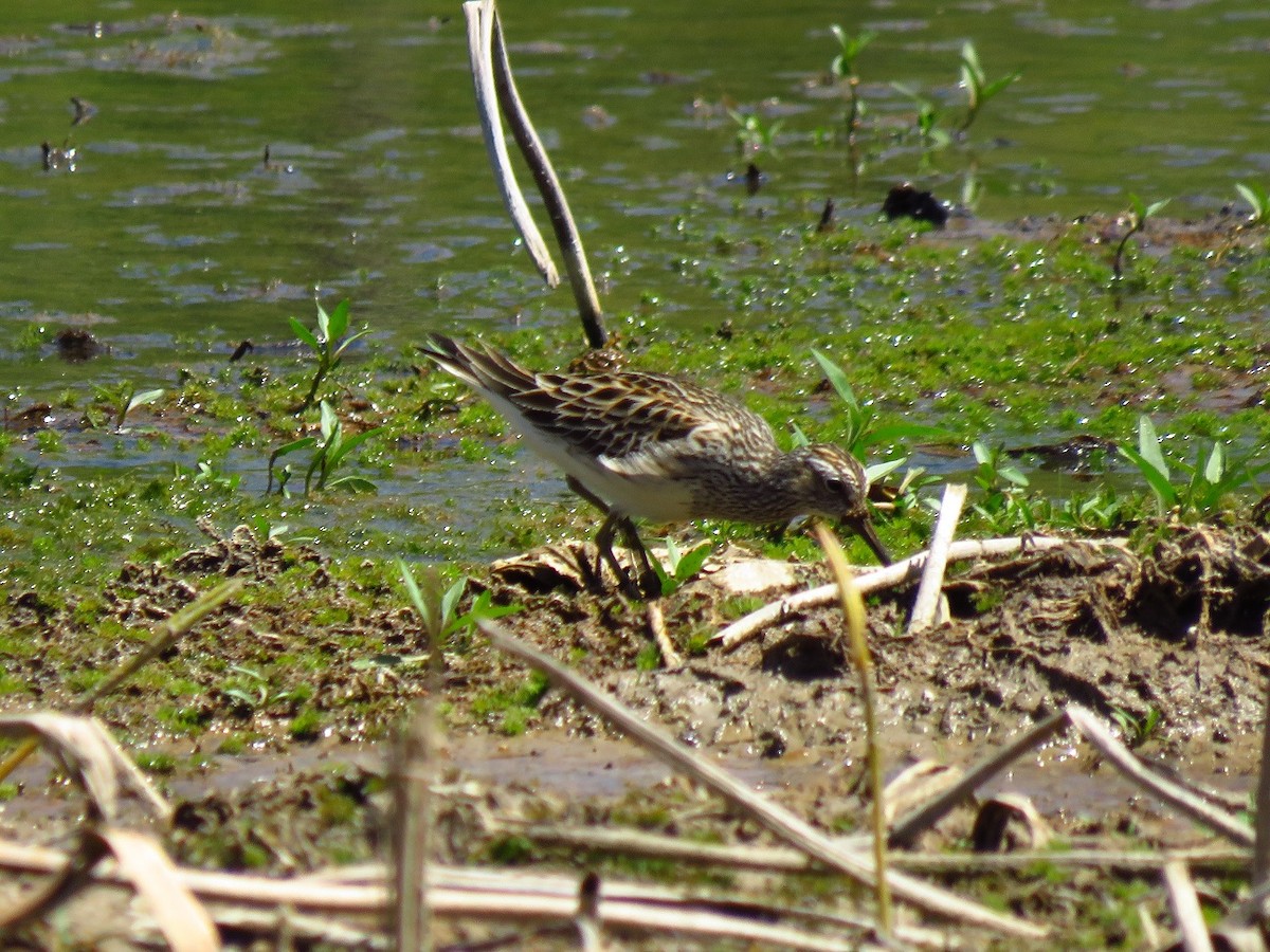 Pectoral Sandpiper - ML617908508