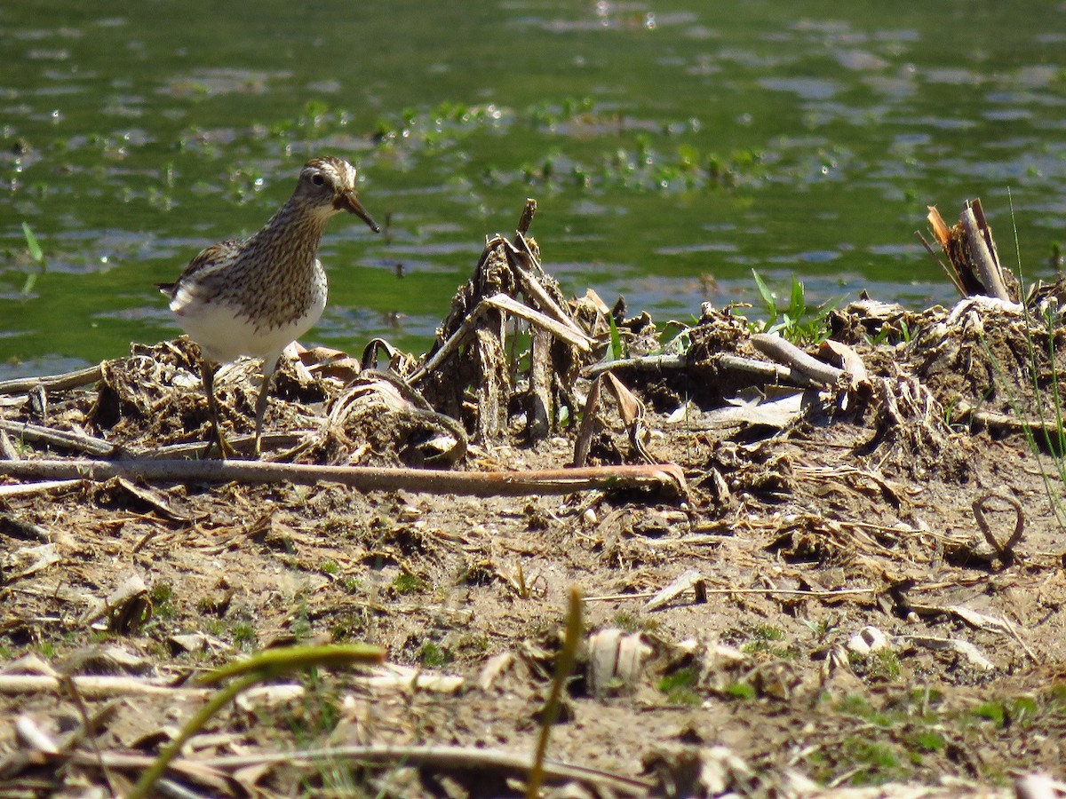 Pectoral Sandpiper - ML617908509