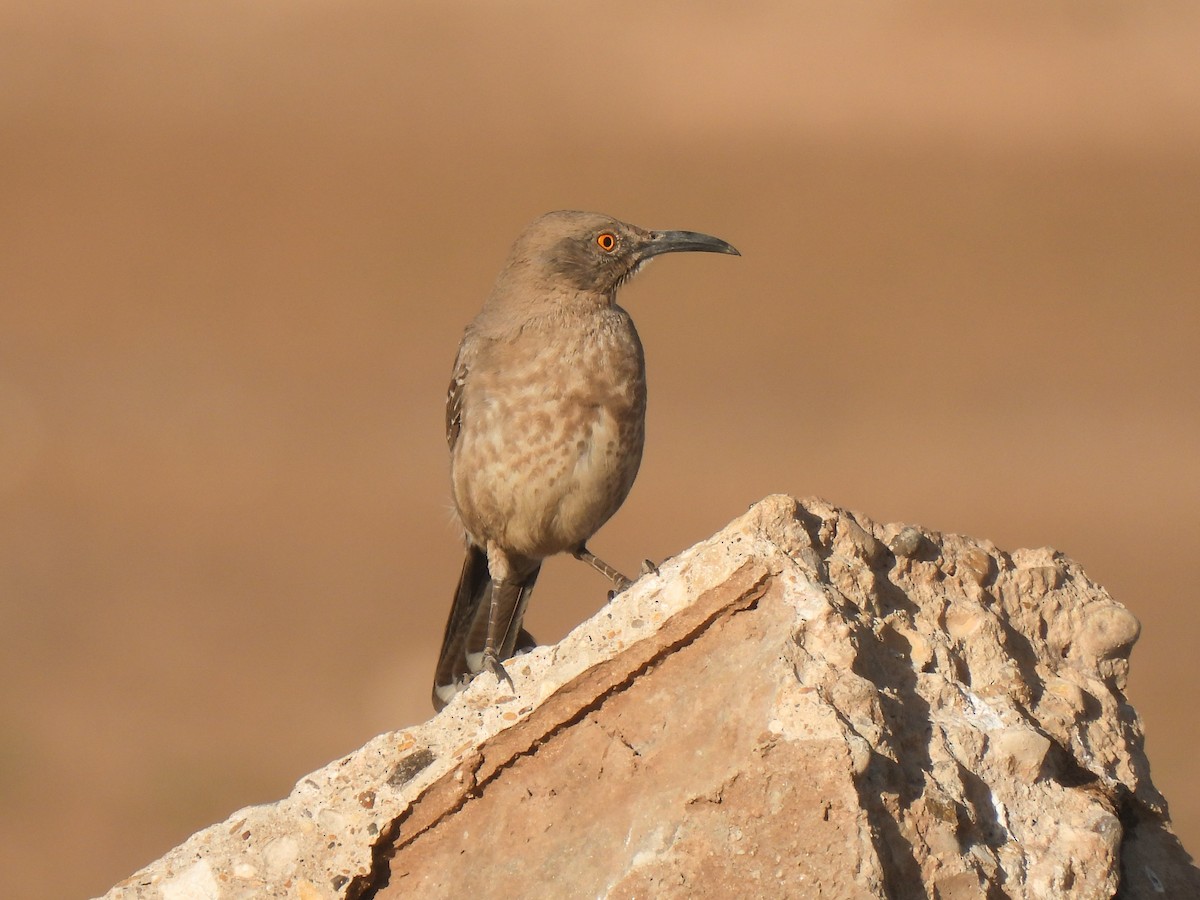 Curve-billed Thrasher - ML617908517