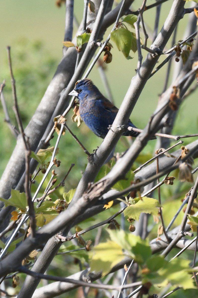 Blue Grosbeak - ML617908519