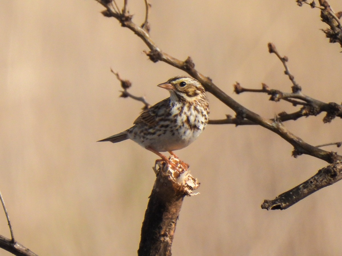 Savannah Sparrow - ML617908524