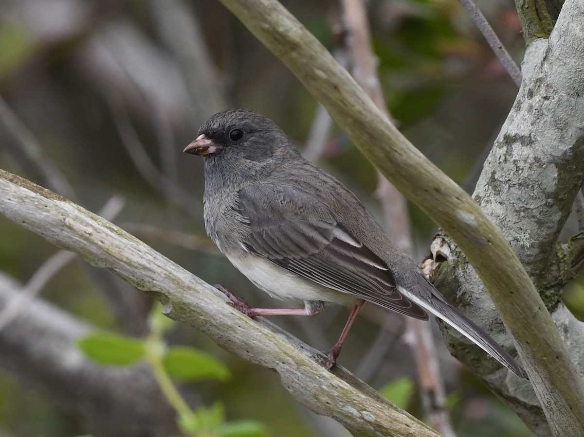 Junco ardoisé - ML617908534