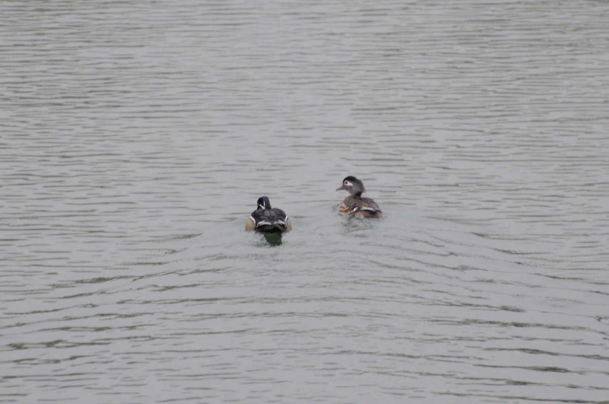 Wood Duck - ML617908541